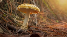 pexels-francisco-emilio-diaz-6368760