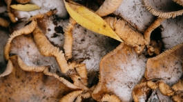 pexels-sinitta-leunen-5651677