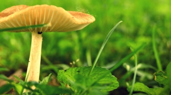 pexels-tina-papai-67695