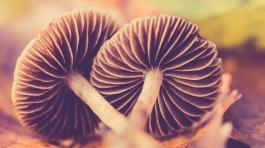 pexels-ylanite-koppens-675258