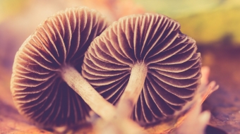 pexels-ylanite-koppens-675258